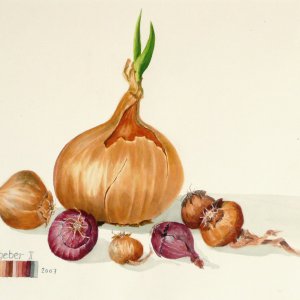 Gemüse
